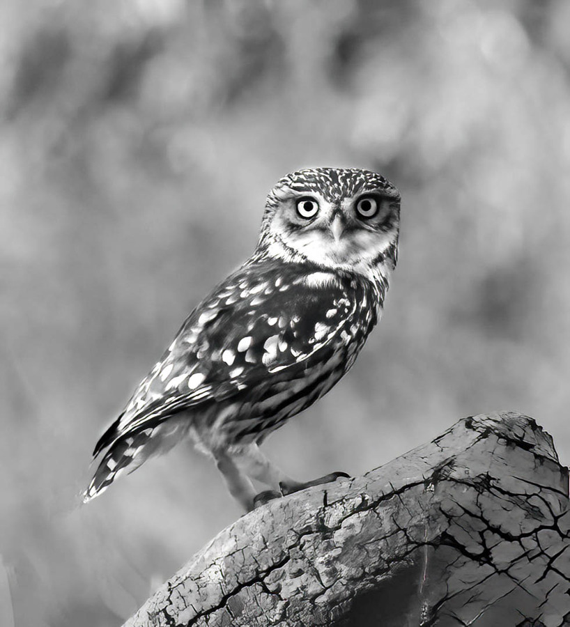 Little owl